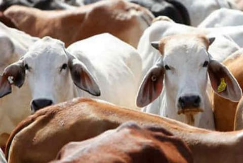 Livestock&nbsp;