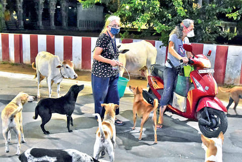 Elaine Philphott and Cristina Wong are known for initiatives towards welfare of the strays