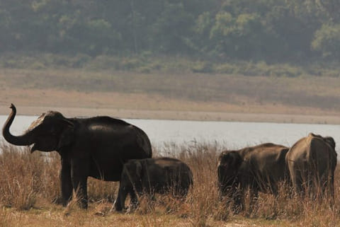 Elephants of Jim Corbett National Park