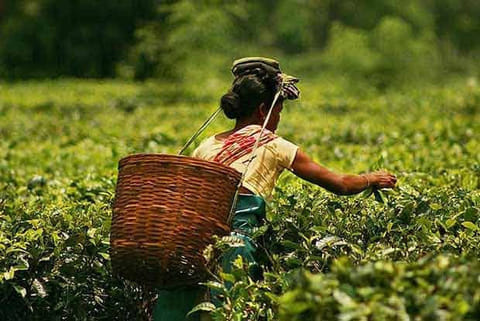 Amid lockdown, tea industry seeks 50 pc workforce in Bengal gardens