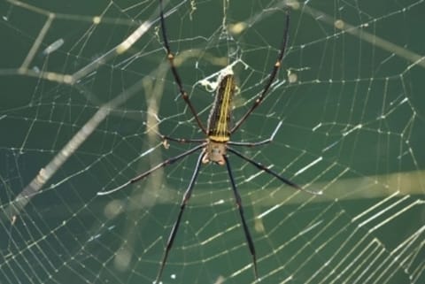 Spider venom can be used as alternative to opioid painkillers