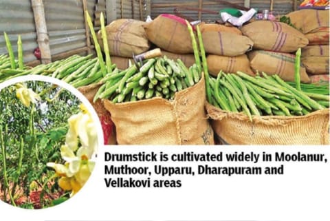 Drumsticks wither after shutdown 2.0, Tirupur cultivators in limbo