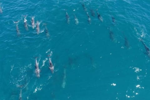 Mauritius fishermen battle to save dozens of dolphins near oil spill