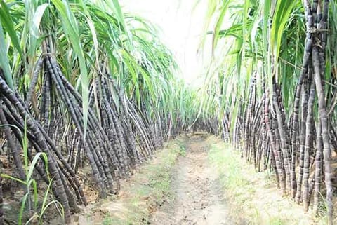 Cane farmers euphoric as mills to crush 2 lakh tonnes