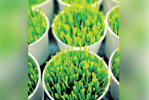 Ragi microgreens