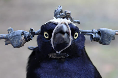 To study blinking, a scientist sought a bird’s eye view