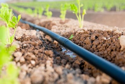 PM lauds TN farmer Subramani for using drip irrigation