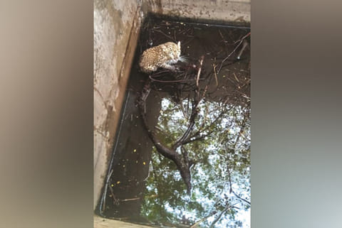 The leopard cub that fell into the well on Monday