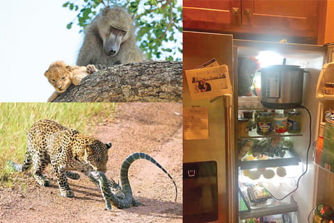 Trending in TN: Leftovers in fridge, Animal fight club in Zambia, Lion king comes true