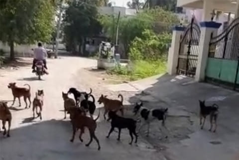 Chitlapakkam residents rue stray dog menace