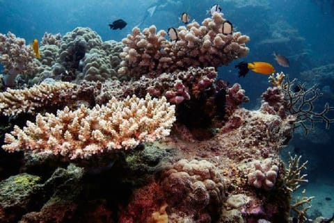 Australia's Great Barrier Reef shows signs of new coral bleaching