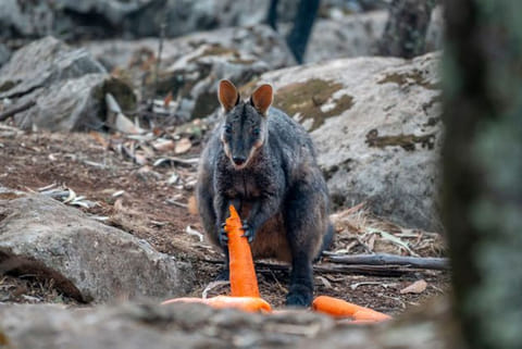 Food airdropped for bushfire-affected animals in Aus