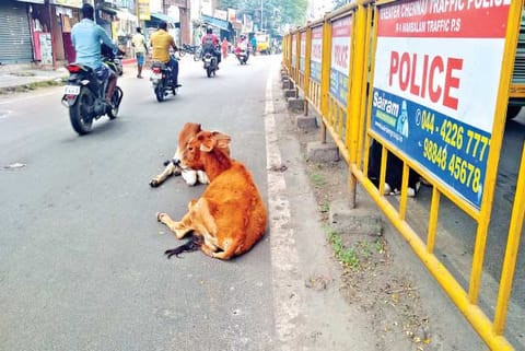 Residents complain that cows rest in the middle of the roads and masticate, thus hindering the movem