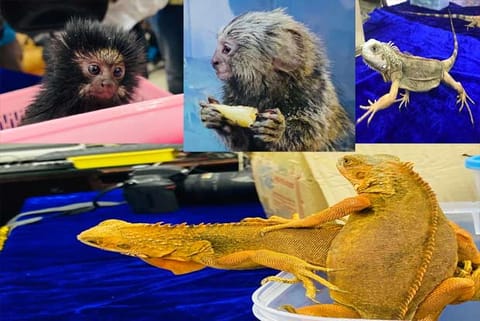 Marmoset and red handed tamarin, Prevost?s squirrel and iguanas were among the rescued wildlife species