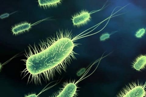 Bacteria representative image