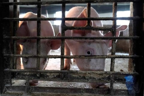 China floods blamed for fresh African swine fever outbreaks