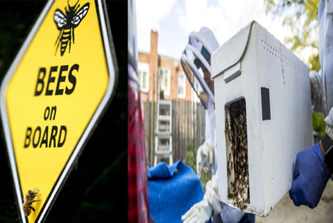 KEEPING TRADES ALIVE: Even during pandemic, beekeeping remains an essential service
