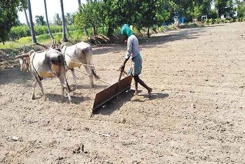 A worker using a board ?saal? used in sugarcane cultivation to condition the land for sowing  seeds
