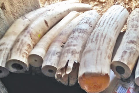 File photo of seized ivories