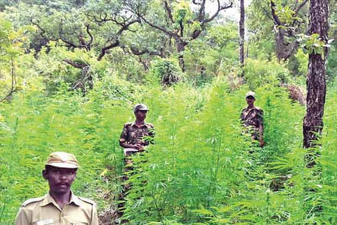 Forest Department (File Photo)