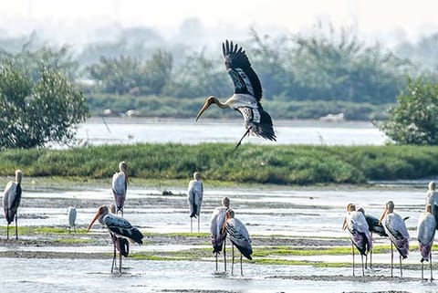 Naturalists fume at move to trim Vedanthangal sanctuary's borders