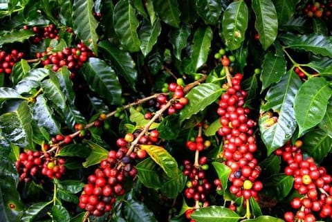Lockdown brews fresh crisis for Karnataka coffee growers