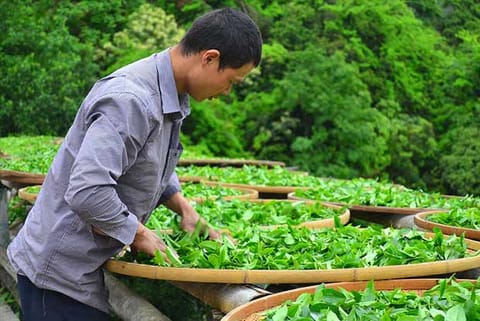 Tea exports dip by 5.6 per cent in last fiscal