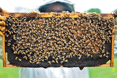 Virus effect turns beekeeping trade sour in State