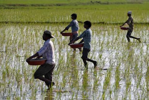 Indian farmers spending more on insecticides for Bt cotton