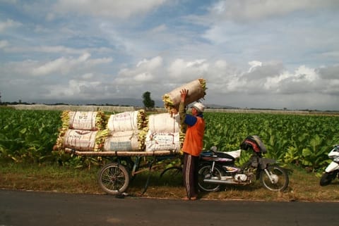 FAIFA appeals for urgent rescue package for tobacco farmers