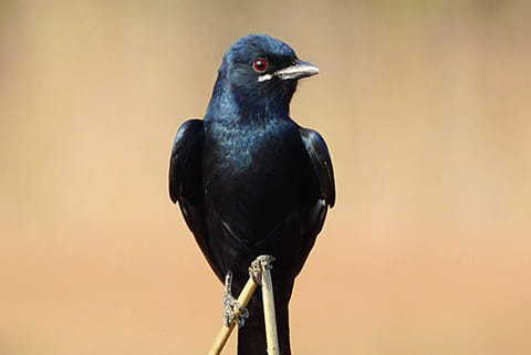 Photo source: Wikipedia