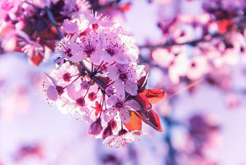 Photo: Pixabay