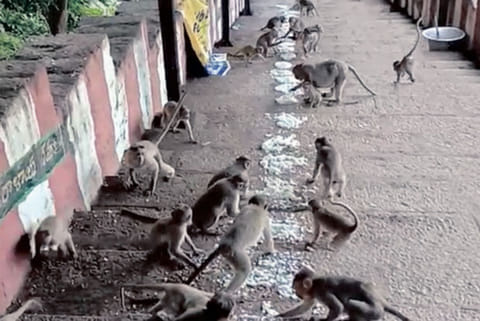NGO uses software to track feeding of monkeys at pilgrim town Sholinghur