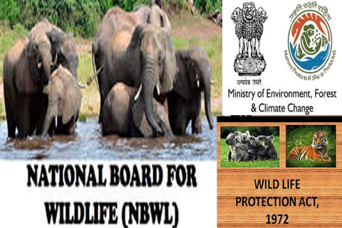 Editorial: A jumbo protection policy needed