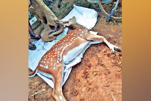 Spotted deer found dead amid bushes near Minjur