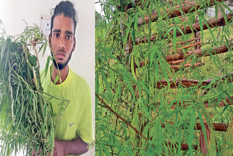 Manikandan (left) and his ganja saplings