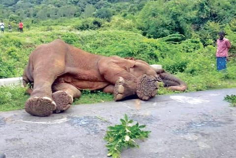 The elephant on Anaikatti-Sholayar Road in Kerala