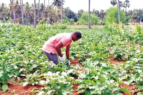 Thirumal working on his five acre farm near Madanur