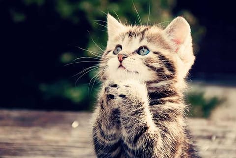 Study reveals how a cat's nose can identify food scents