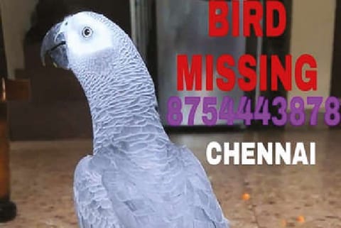 The social media post for Pepper.