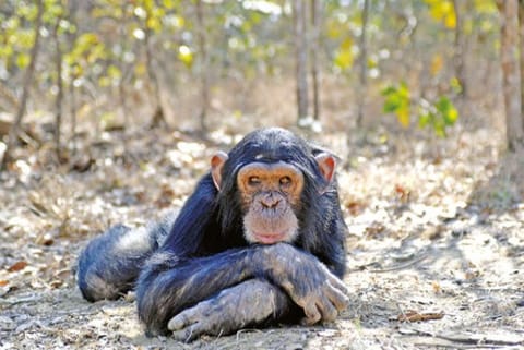 Why humans have shorter stride than chimps