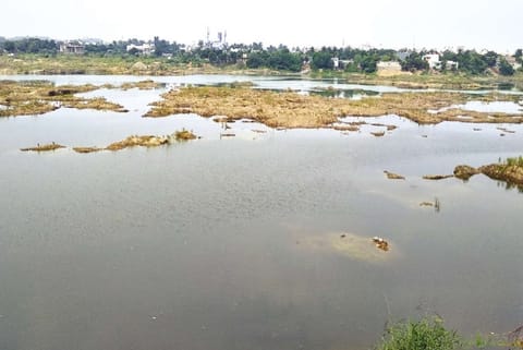 Medavakkam lake polluted with untreated sewage
