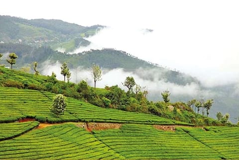 Bookings to hotels in the hill stations of Tamil Nadu have also picked up (File photo)