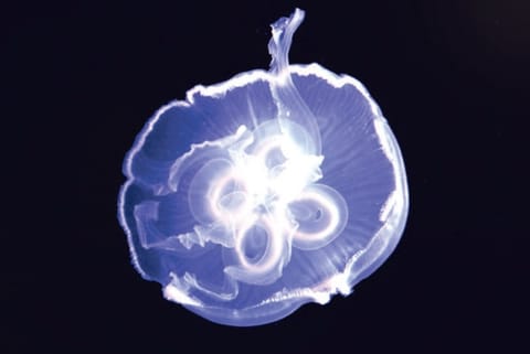 ADAPTATION CHRONICLES: Jellyfish build water-walls to swim around the ocean
