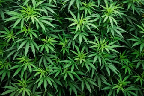 Marijuana (File photo)