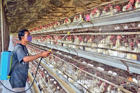 Bird flu: Corpn issues advisory to meat shops