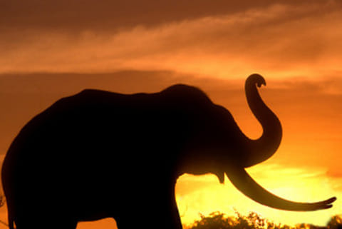 System not in place to protect elephants and their habitat, admit activists, insiders