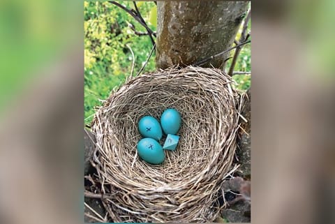 How an eight-sided ‘egg’ ended up in a robin’s nest