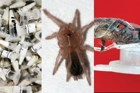The poisonous live spiders were kept inside 107 plastic vials