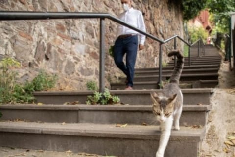 Turkey passes new law to protect animals